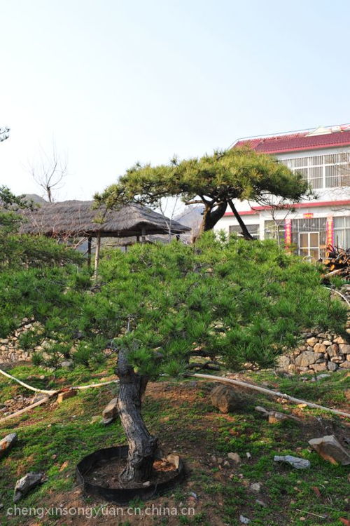 供应山东黑松直销 景观松树 造型油松 精品油松 莱芜黑松 园林工程 莱芜绿化图片大全